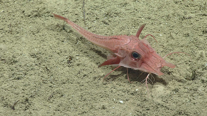 Petirrojo blindado (Peristedion sp.) filmado sobre fondos de sedimento fino durante esta inmersión.