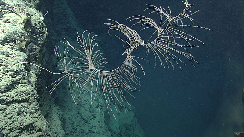 Observamos varias colonias grandes del octocoral gorgonáceo Iridogorgia magnispiralis que tenían entre 1 y 2 metros (6 a 9 pies) de altura.