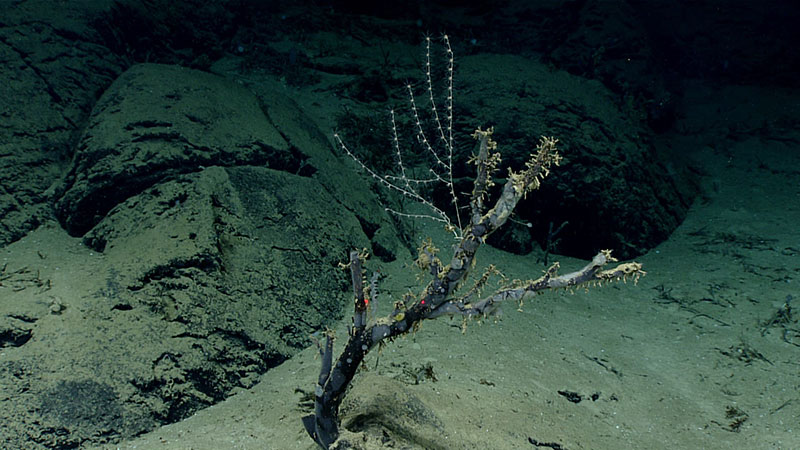 Vimos varios tocones gruesos con recubrimiento de ferromanganeso durante la inmersión, que probablemente son los restos de colonias de coral muy antiguas.