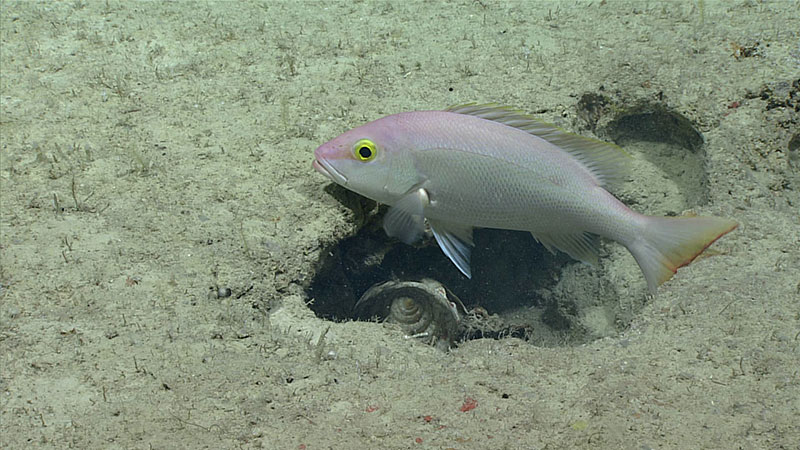 Pargo de seda (Lutjanus vivanus) con un posible gasterópodo en el fondo marino.