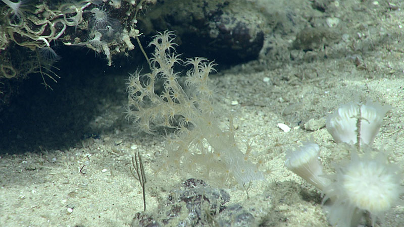 True soft coral with small cup corals in the bottom right.