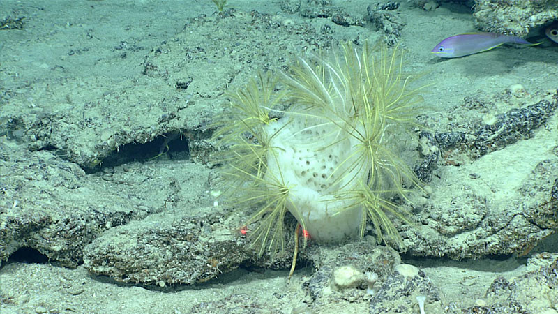 Esponja de vidrio con crinoideos reunidos a lo largo de su osculum. Los dos puntos láser son utilizados para medir el tamaño de objetos en el video; se encuentran separados entre sí por  10 centímetros.