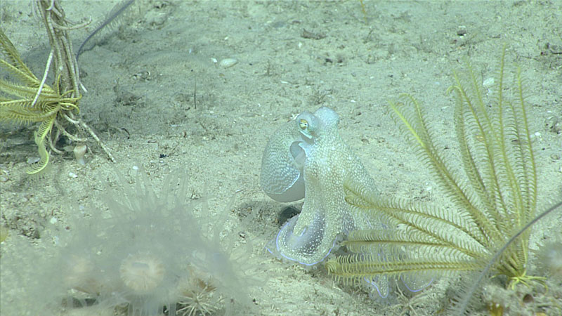 Al final de la inmersión nos encontramos con este pulpo que se desplazaba a lo largo del lecho marino alrededor de corales de copa y crinoideos.