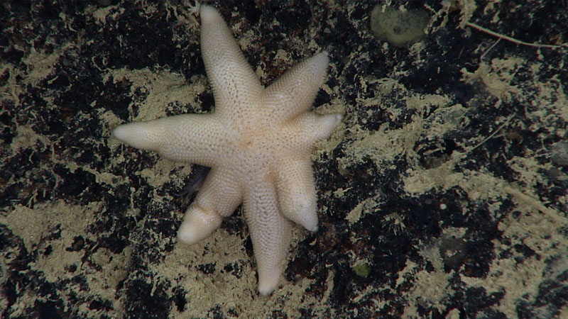 Seven-armed starfish observed on Dive 6 of the Océano Profundo 2018 expedition at the Inés María Mendoza Nature Reserve off Punta Yeguas on the southeast shore of Puerto Rico.