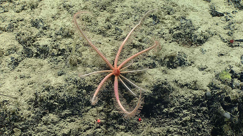 This multi-armed brisingid sea star is showing off several newly regrown arms. See the ones that are white as opposed to the other older, orange arms? Those have recently regenerated following some kind of damage.