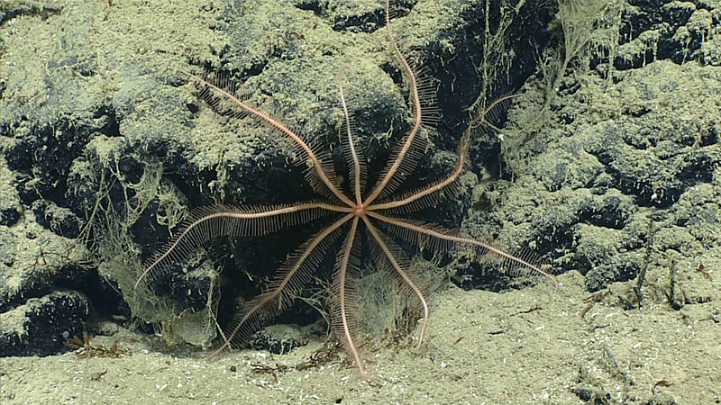 Brisingid sea star observed on Dive 9  of the Océano Profundo 2018 expedition at Jaguey Spur off the southwest shore of Puerto Rico.