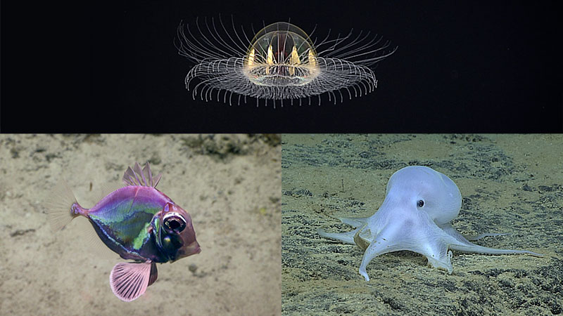 D2 and <em>Seirios</em> meet new friends on every dive, like fish, a white octopus whom they named Casper, and a spectacular jellyfish. Join them on their adventures to see all the other friends they meet!
