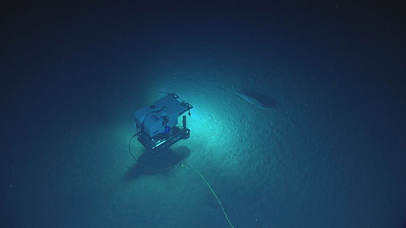 View of the Hexanchus sp. shark and ROV Deep Discoverer as seen from Seirios during Dive 6 of the expedition.