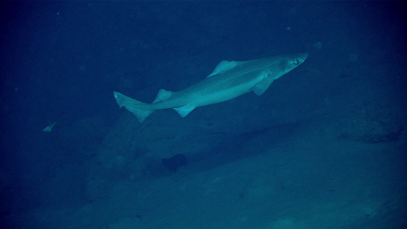 Gulper shark (<em>Centrophorus</em> sp.) seen at a depth of 868 meters (2,848 feet) inside the Inés María Mendoza Nature Reserve, also known as Punta Yeguas, during Dive 6 of the Océando Profundo 2018 expedition.