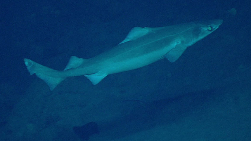Gulper shark (Centrophorus sp.) seen at a depth of 868 meters (2,848 feet) inside the Inés María Mendoza Nature Reserve