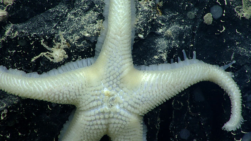 <em>Pythonaster atlantidis</em> seen during Dive 5 of the Oceano Profoundo 2018 expedition.