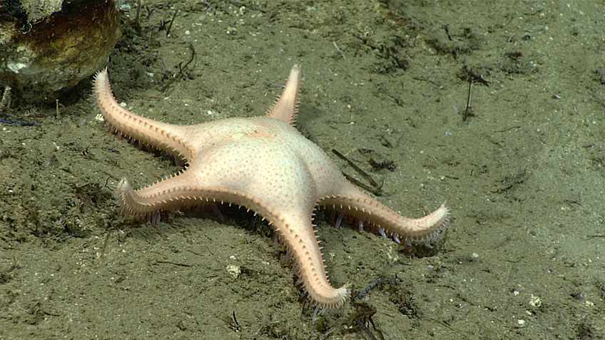 A potentially new species of Evoplosoma seen during Dive 12 of the Oceano Profoundo 2018 expedition.