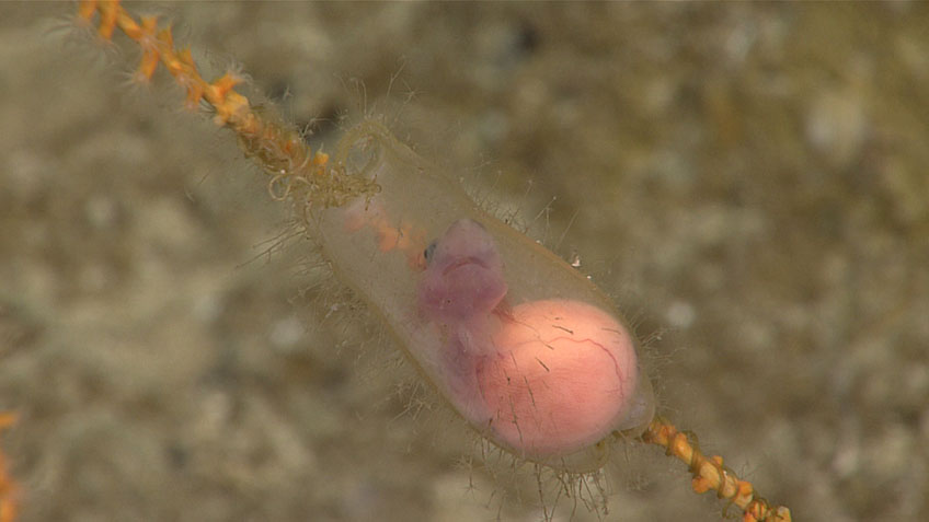 Embryonic cat shark and egg case attached to an octocoral colony.