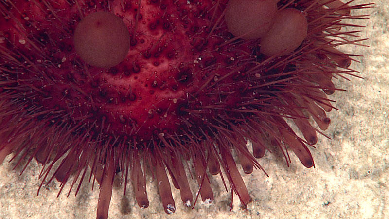This sea urchin with big sacs is called Phormosoma. A publication suggested that the sacks serve as hypodermic needles for self defense.