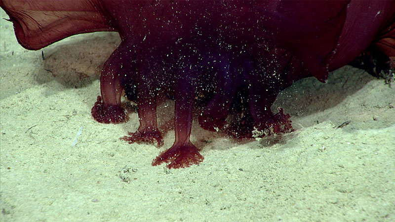 The oral tentacles of <em>Enypniastes eximia</em> are shown here picking up sediment before the sea cucumber shovels this food into its mouth.