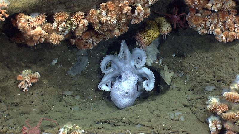 An octopus guards her eggs under an overhang in Hydrographer Canyon.