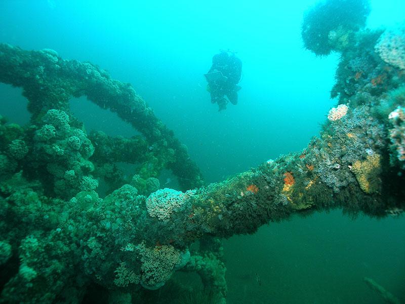 Merchant ship City of Atlanta sank in January 1942, when torpedoed by a German submarine, U-123.