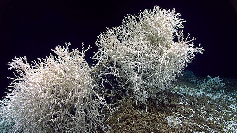 A few large thickets of Lophelia pertusa coral were seen growing along the edges of large rock shelf overhangs during Dive 10 of the Windows to the Deep 2019 expedition.