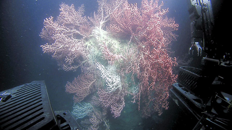 A wall of deep-sea corals, mostly bubblegum coral (Paragorgia sp.), seen towards the end of Dive 18 at Baltimore Canyon during Windows to the Deep 2019.