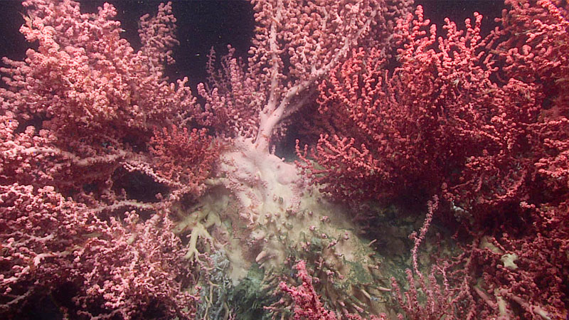 A closer view of the wall of deep-sea corals, mostly bubblegum coral (PParagorgia sp.), seen towards the end of Dive 18 at Baltimore Canyon during Windows to the Deep 2019.