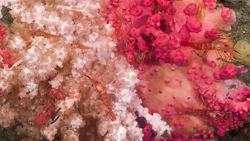 A close up of the bubblegum coral and shrimp associates in Baltimore Canyon during Dive 18 during Windows to the Deep 2019.