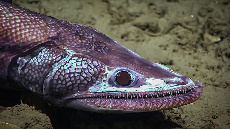 This deep-sea lizardfish was seen around 1,610 meters (5,282 feet) during the final dive of the Windows to the Deep 2019 expedition.