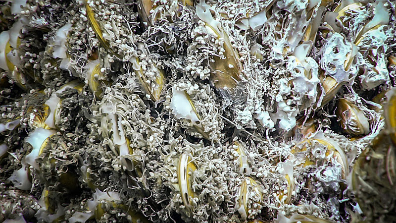 A close up view of mussels and bacterial mats were documented at a deep seep site in Norfolk Canyon during Dive 19 of the Windows to the Deep 2019 expedition.