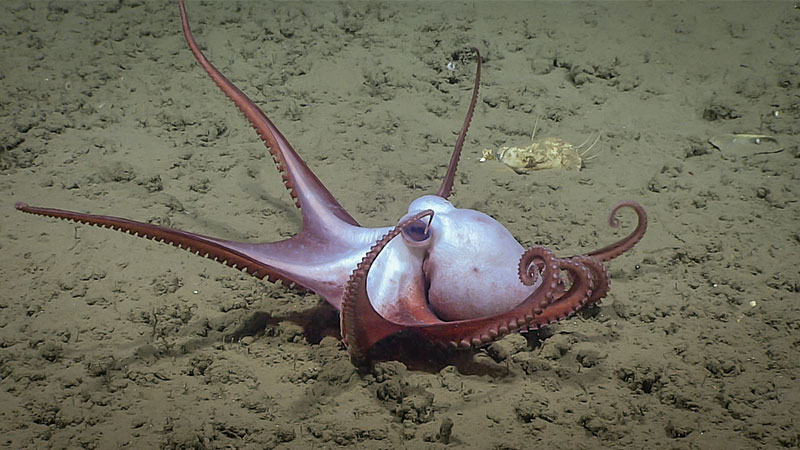This octopus, Muusoctopus johnsonianus, was seen in Norfolk Canyon during the final dive of the Windows to the Deep 2019 expedition. THis species is unique in having reverse countershading, light on top and dark on bottom, when compared to other octopods.