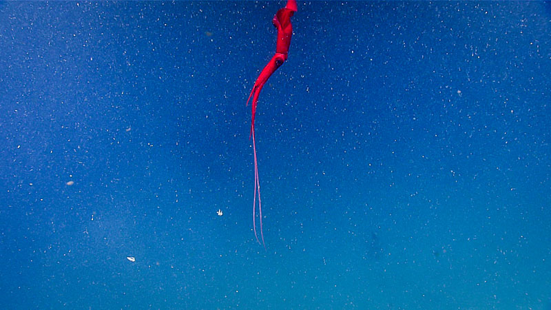 Red, white, and blue: A squid (Magnoteuthis magna), common below 1,000 meters along the Northeastern coast of the U.S., drifts along the water column.