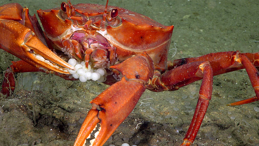 Crab eating fish eggs