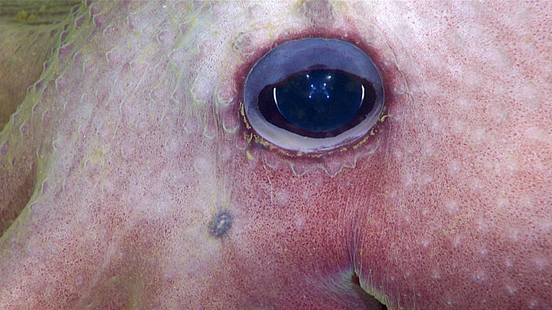 The lights of the ROV Deep Discoverer are reflected in the eye of an octopus (genus Graneledone), as seen during the day’s dive.