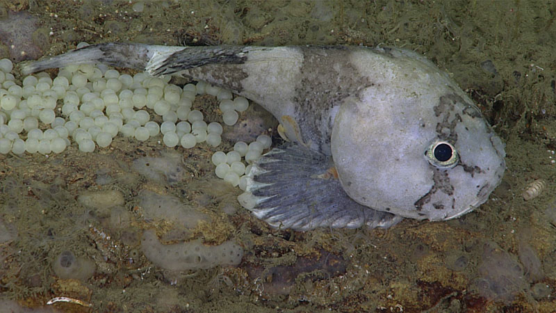 A sculpin with eggs rests on the seafloor.