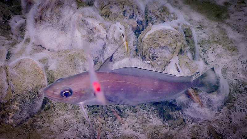 A fish is seen among bacterial mats.