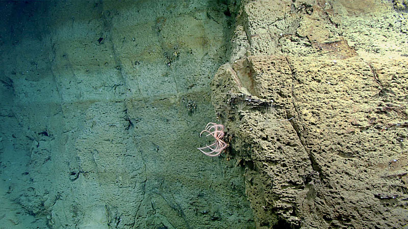 A brittle star seen on the side of a rockface.