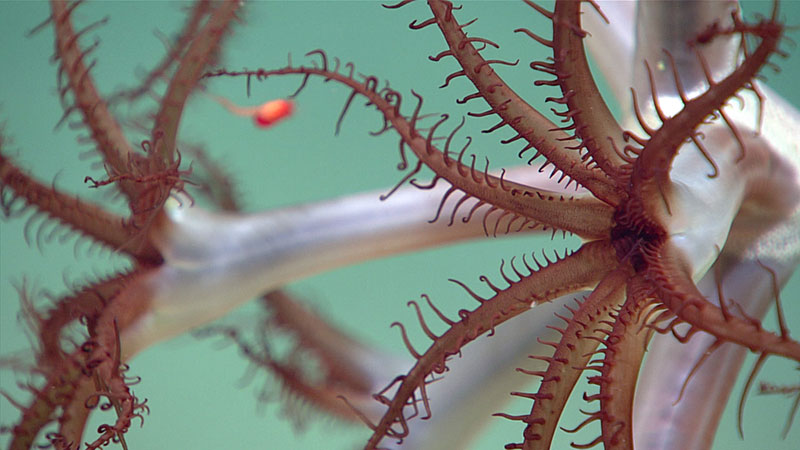 A sea pen (Pennatulacea) with a small shrimp (Mysida) visible in the background.
