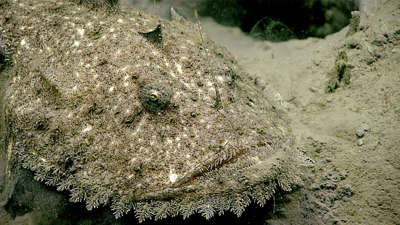 This monkfish was hard to spot camouflaged against the seafloor around 861 meters (2.825 feet) depth during Dive 16 of the Windows to the Deep 2019 expedition.