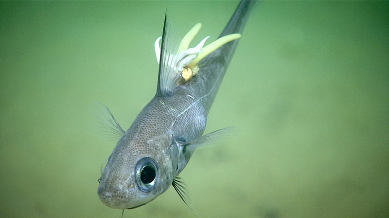 A ratail was seen during Dive 16 of Windows to the Deep 2019 with a parasitic copepod (yellow) that had parasitic leeches (white) on top.