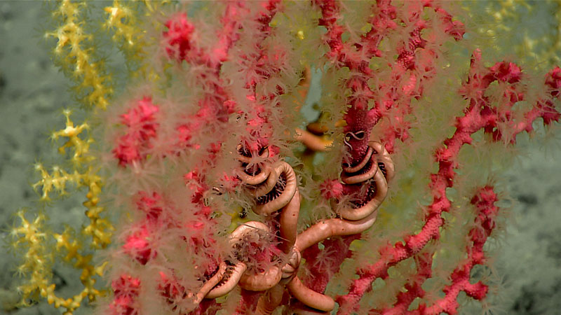 This octocoral and brittle star associate was documented on the rocky substrate during Dive 17 of Windows to the Deep 2019.