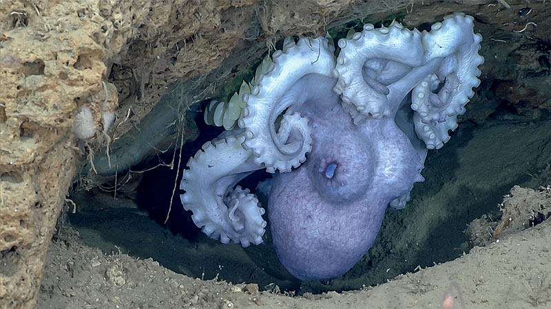 Many warty octopus individuals were seen in brooding posters in crevices and small cave-like areas in the rock surface during Dive 17 of the Windows to the Deep 2019 expedition. The eggs of the octopus can be seen to the left of its arm, hanging from the ceiling of the crevice.