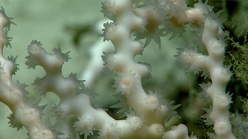 Close-up of Lophelia pertusa with polyps extended for feeding.