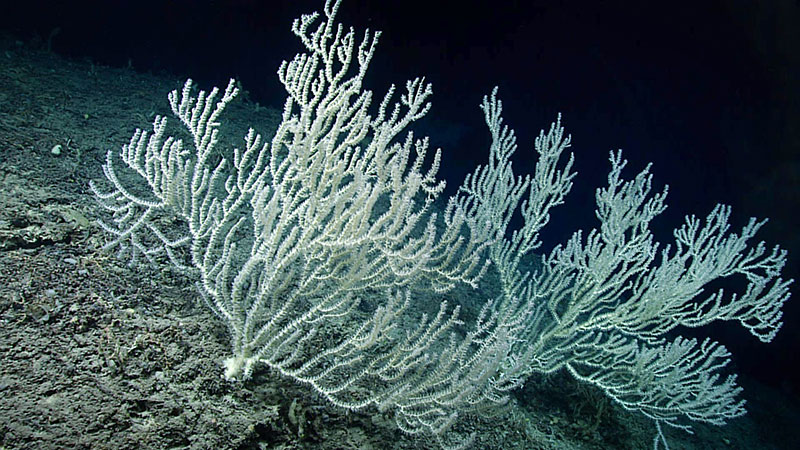 Many of these large bamboo corals were found on the escarpment during the third dive of the Windows to the Deep 2019 expedition. Corals this large and old indicate a stable surface/substrate and good habitat conditions.