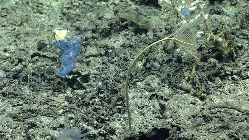 This observation of the crinoid, Pentametrocrinus atlanticus, may be the northernmost specimen of this species ever recorded.