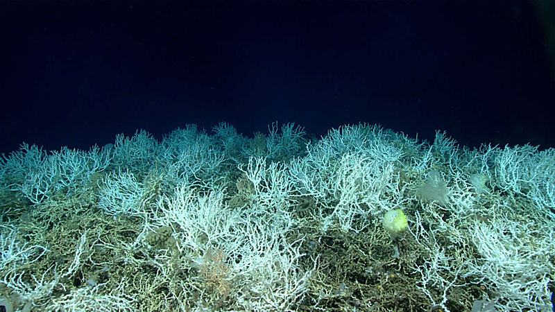 “Like a coral highway!” Lead scientists on NOAA Ship Okeanos Explorer were stunned to see extensive, dense populations of coral during yesterday’s Window to the Deep 2019 dive.