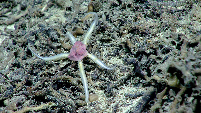 This unique-looking brittle star with the reddish-purple, swollen, central disk that stunned scientists on Dive 05 of the Windows to the Deep 2019 expedition.