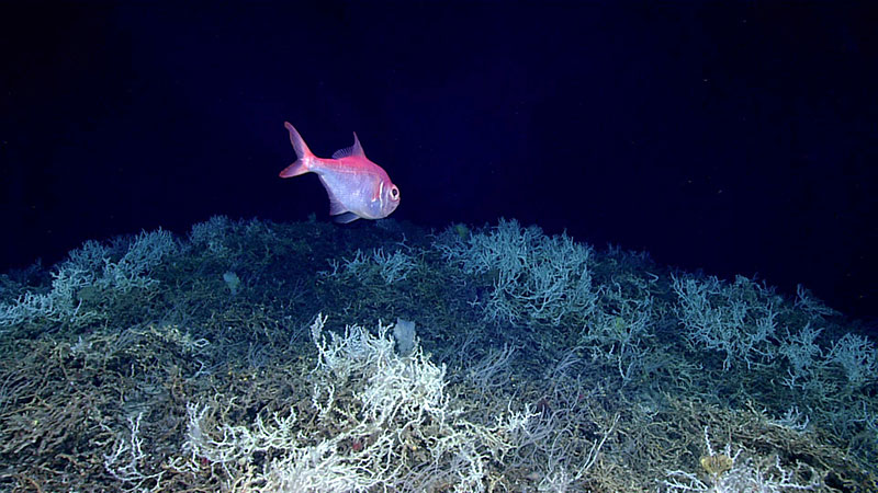 An alfonsino fish seen on a thicket of coral (Lophelia pertusa) during a dive on a cold water coral mound in the center of the Blake Plateau (Dive 05) of Windows to the Deep 2019 expedition. 