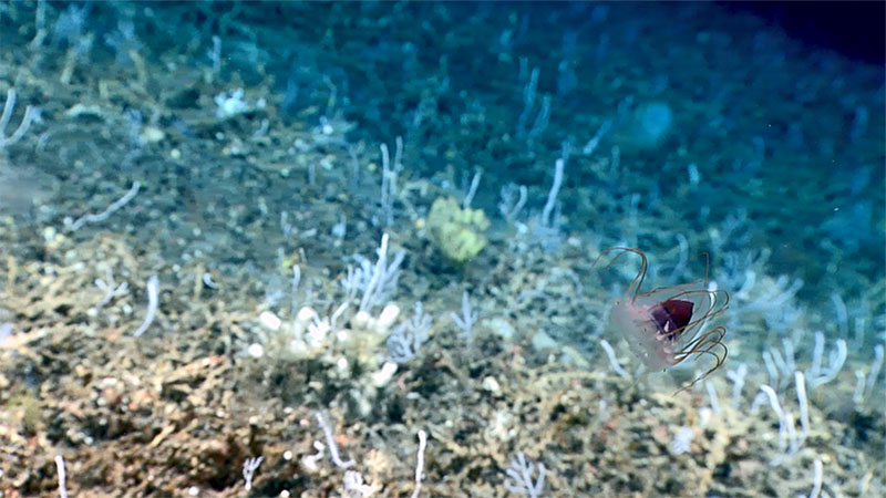 A charismatic swimming jelly called a helmet jelly that was twisting and tumbling as it moved across remotely operated vehicle Deep Discoverer’s field of view.