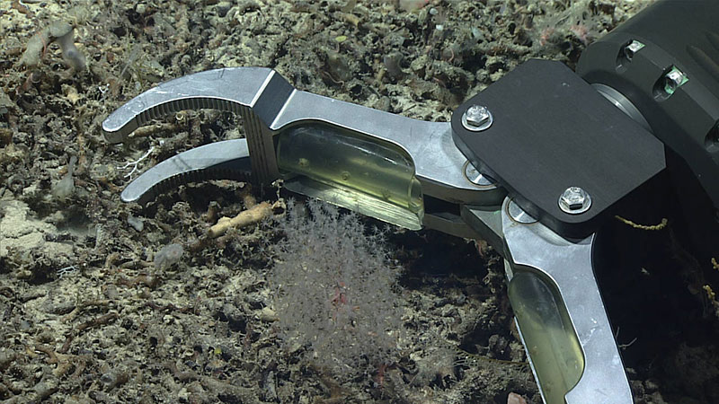 An octocoral and squat lobster associate that were collected on Dive 05 of the Windows to the Deep 2019 expedition. Remotely operated vehicle Deep Discoverer’s arm is visible as it goes to make the collection. The science team eventually decided to use the suction sampler instead of the arm, citing the delicate nature of the specimens.