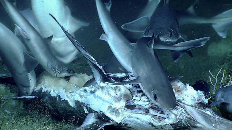 The science team noticed a number of sharks towards the end of the dive and came upon a group of them feeding on a billfish that looked like it hadn’t been on the seafloor for too long.