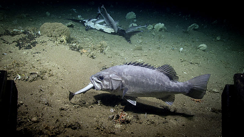 During Dive 07 of the Windows to the Deep 2019 expedition, this grouper was observed capturing and eating a shark in the foreground of the billfish.