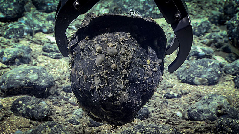 The robotic arm on the remotely operated vehicle Deep Discoverer grabs one of the many pieces of stone rubble near the scarp. This stone likely fell from the scarp feature and was transported and eroded by currents, but further study back on the surface will tell us more about its history and the area in general.